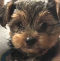 Yorkshire Terrier Puppies for sale in 525 Staufer Ct, Mount Joy, PA 17552, USA. price: NA