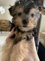Yorkshire Terrier Puppies for sale in Katy, TX, USA. price: NA