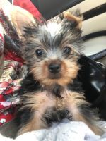 Yorkshire Terrier Puppies for sale in San Mateo, CA, USA. price: NA