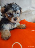 Yorkshire Terrier Puppies for sale in San Diego, CA 92154, USA. price: NA
