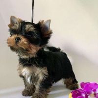 Yorkshire Terrier Puppies for sale in California City, CA, USA. price: NA