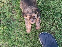 Yorkshire Terrier Puppies for sale in Edmond, OK, USA. price: NA