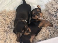 Yorkshire Terrier Puppies for sale in St. Petersburg, FL 33701, USA. price: NA