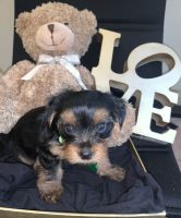 Yorkshire Terrier Puppies for sale in Lancaster, PA, USA. price: NA