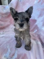 Yorkshire Terrier Puppies for sale in Middletown, DE, USA. price: NA
