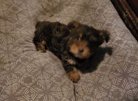 Yorkshire Terrier Puppies for sale in Louisville, KY, USA. price: NA