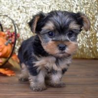 Yorkshire Terrier Puppies for sale in Oakland Ave, Piedmont, CA, USA. price: NA