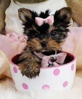 Yorkshire Terrier Puppies for sale in Oakland Ave, Piedmont, CA, USA. price: NA