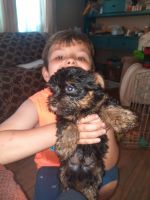 Yorkshire Terrier Puppies for sale in Centre, AL 35960, USA. price: NA