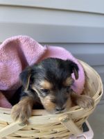 Yorkshire Terrier Puppies for sale in Pageland, SC 29728, USA. price: NA