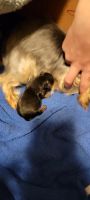 Yorkshire Terrier Puppies for sale in Clarksville, OH 45113, USA. price: NA