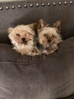Yorkshire Terrier Puppies for sale in Elgin, TX 78621, USA. price: NA