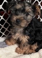 Yorkshire Terrier Puppies for sale in Cullman, AL, USA. price: NA