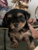 Yorkshire Terrier Puppies for sale in Scipio, IN 47273, USA. price: NA