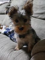 Yorkshire Terrier Puppies for sale in Brush Creek, TN 38547, USA. price: NA