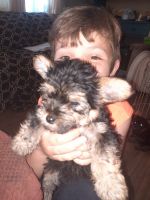 Yorkshire Terrier Puppies for sale in Centre, AL 35960, USA. price: NA