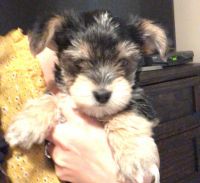Yorkshire Terrier Puppies for sale in Indio, CA, USA. price: NA
