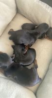 Yorkshire Terrier Puppies for sale in Raleigh, NC, USA. price: NA