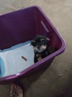 Yorkshire Terrier Puppies for sale in Lake Panasoffkee, FL 33538, USA. price: NA