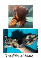 Yorkshire Terrier Puppies for sale in Eldred, PA 16731, USA. price: NA