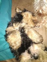 Yorkshire Terrier Puppies for sale in Sneedville, TN 37869, USA. price: NA