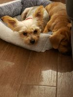 Yorkshire Terrier Puppies for sale in Maricopa, AZ, USA. price: NA