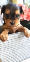 Yorkshire Terrier Puppies for sale in Mcconnellsburg, PA 17233, USA. price: NA