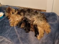 Yorkshire Terrier Puppies for sale in Louisburg, NC 27549, USA. price: NA