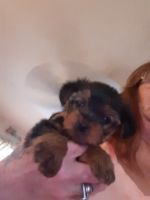 Yorkshire Terrier Puppies for sale in Loganville, GA 30052, USA. price: NA