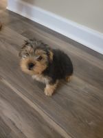 Yorkshire Terrier Puppies for sale in Perdido Key, FL 32507, USA. price: NA