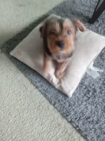 Yorkshire Terrier Puppies for sale in 45150 OH-131, Milford, OH 45150, USA. price: NA