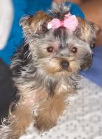 Yorkshire Terrier Puppies for sale in Conyers, GA, USA. price: NA