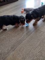 Yorkshire Terrier Puppies for sale in Strunk, KY 42649, USA. price: NA