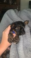 Yorkshire Terrier Puppies for sale in Pilot Point, TX 76258, USA. price: NA