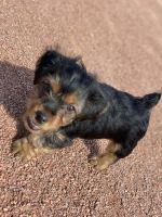 Yorkshire Terrier Puppies for sale in La Marque, TX, USA. price: NA