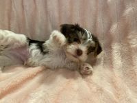 Yorkshire Terrier Puppies for sale in Riverside, CA 92503, USA. price: NA