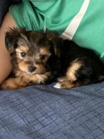 Yorkshire Terrier Puppies for sale in New Braunfels, TX, USA. price: NA