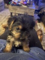 Yorkshire Terrier Puppies for sale in Farmersburg, IN 47850, USA. price: NA
