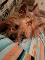 Yorkshire Terrier Puppies for sale in Rock Hill, SC, USA. price: NA