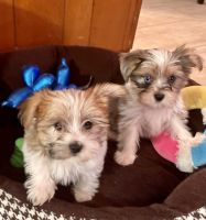 Yorkshire Terrier Puppies for sale in CORP CHRISTI, TX 78413, USA. price: NA