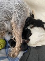 Yorkshire Terrier Puppies Photos