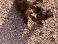 Yorkshire Terrier Puppies for sale in Scottsdale, AZ 85268, USA. price: NA