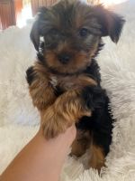 Yorkshire Terrier Puppies for sale in El Monte, CA 91733, USA. price: NA