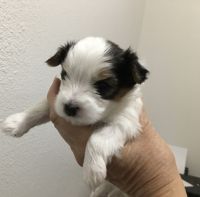 Yorkshire Terrier Puppies for sale in Ely, NV 89301, USA. price: NA