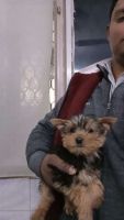 Yorkshire Terrier Puppies for sale in New Delhi, Delhi, India. price: 45,000 INR