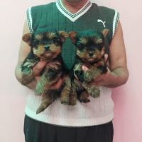 Yorkshire Terrier Puppies for sale in New Delhi, Delhi, India. price: 45,000 INR