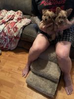 Yorkshire Terrier Puppies for sale in Ormond Beach, FL, USA. price: NA