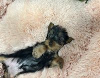 Yorkshire Terrier Puppies for sale in Riverside, CA, USA. price: NA