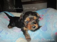 Yorkshire Terrier Puppies for sale in Galva, IL 61434, USA. price: $1,900