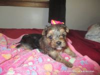 Yorkshire Terrier Puppies for sale in Galva, IL 61434, USA. price: $2,000